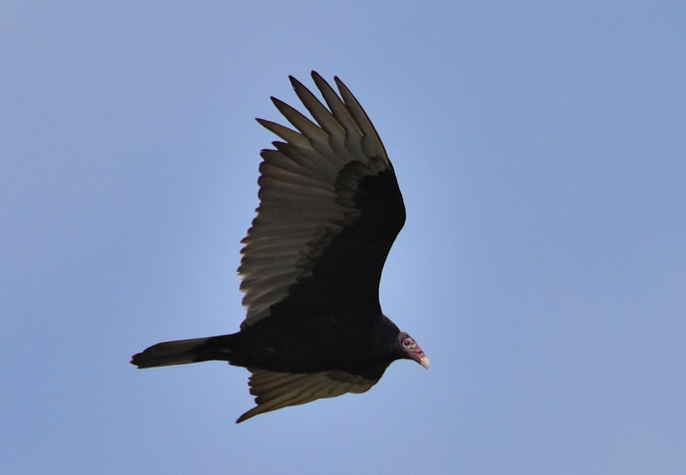 Photos/peanut_island/DSC_4549.JPG