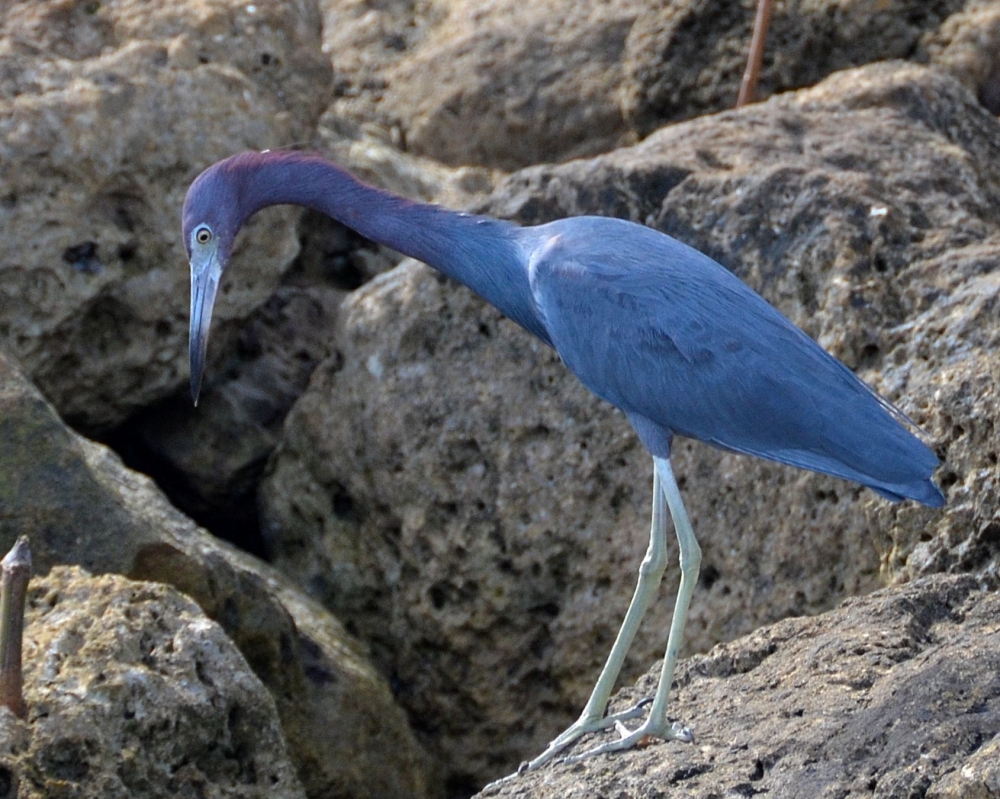 Photos/peanut_island/DSC_4582.JPG