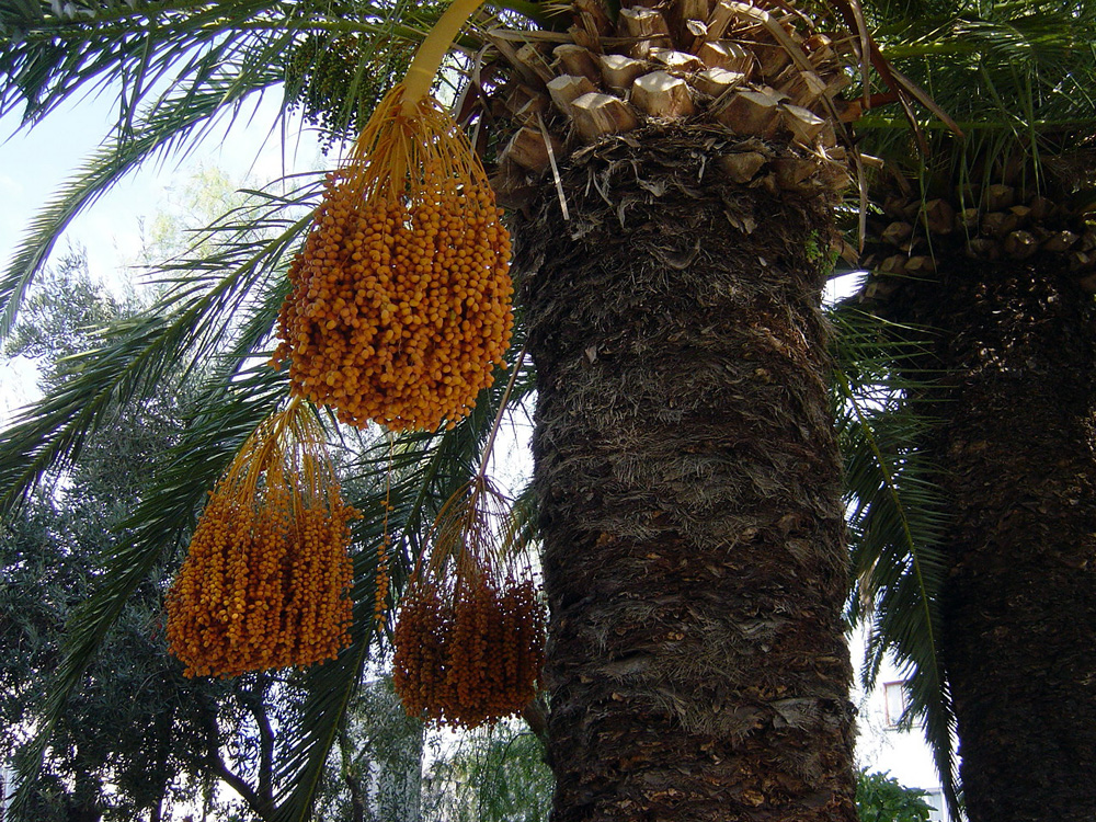/Photos/turkey2005/3482.JPG